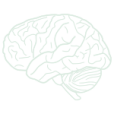 Un cerveau vu de profil